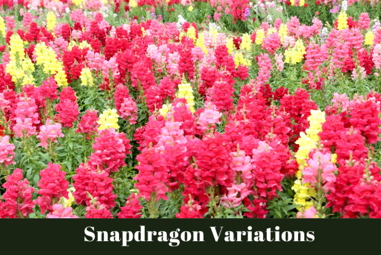 Snapdragon Variations: Growing Different Kinds Of Snapdragons