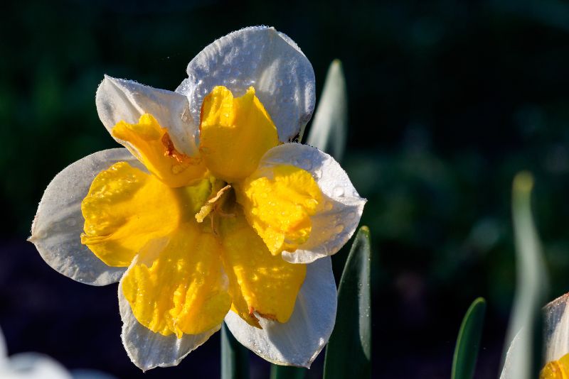Split-Corona Daffodils