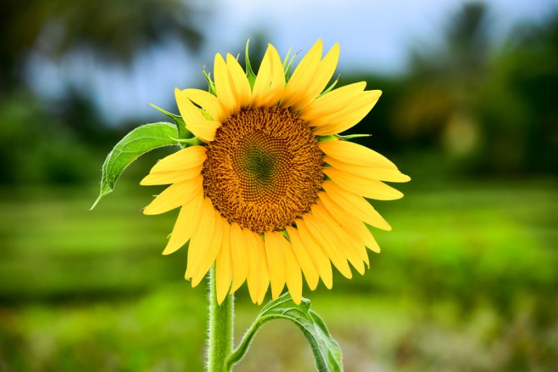 Sunspot Sunflowers