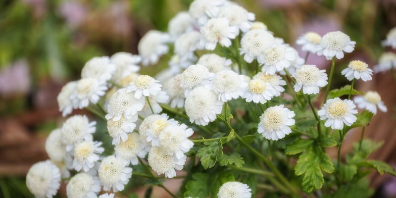 Tansy Plant Care Procedures