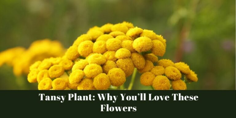 Tansy Plant: Why You’ll Love These Flowers