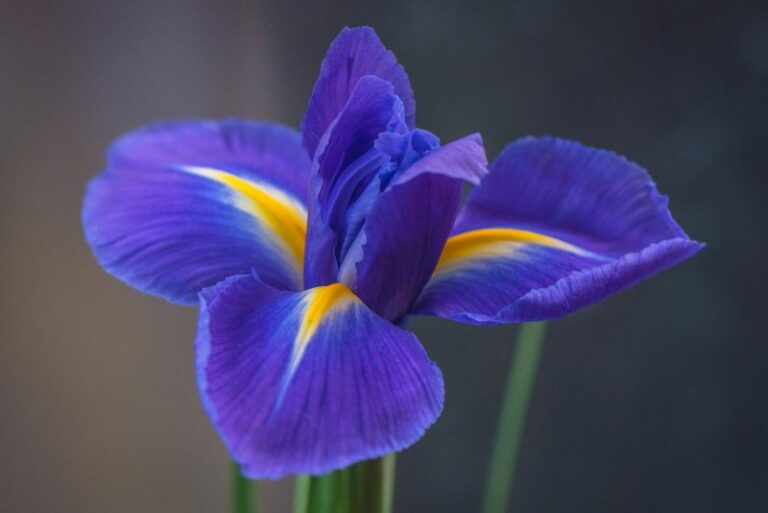Captivating Elegance: The Allure of Iris Gardening