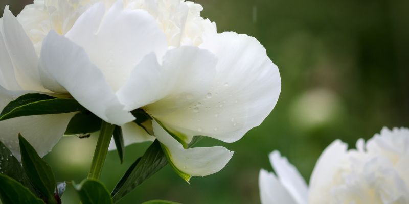 The Allure of White Peonies