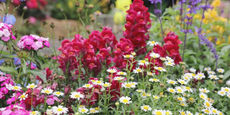 The Appeal of Fall Blooming Perennials
