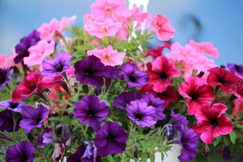 The Art and Science of Pruning Petunias