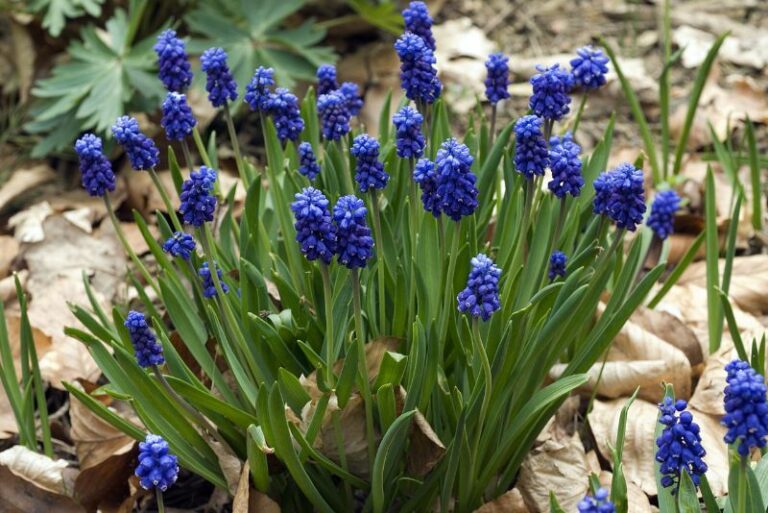 The Best Grape Hyacinth Varieties for Your Garden