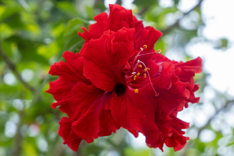 The Best Hibiscus Varieties for Gardening Enthusiasts