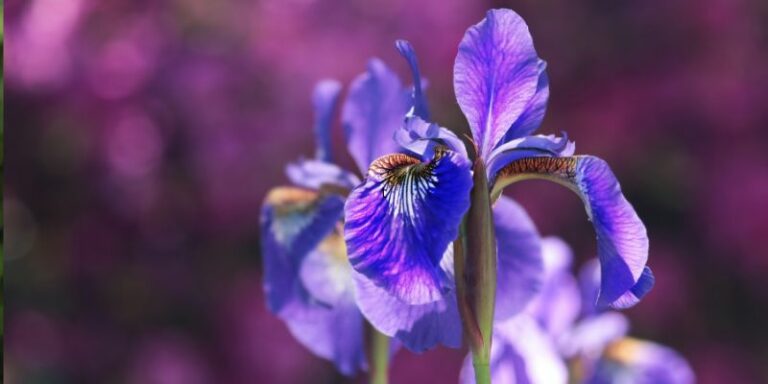 The Complete Gardener’s Guide to the Majestic Iris Flower: Planting, Growing, and Nurturing Your Masterpiece