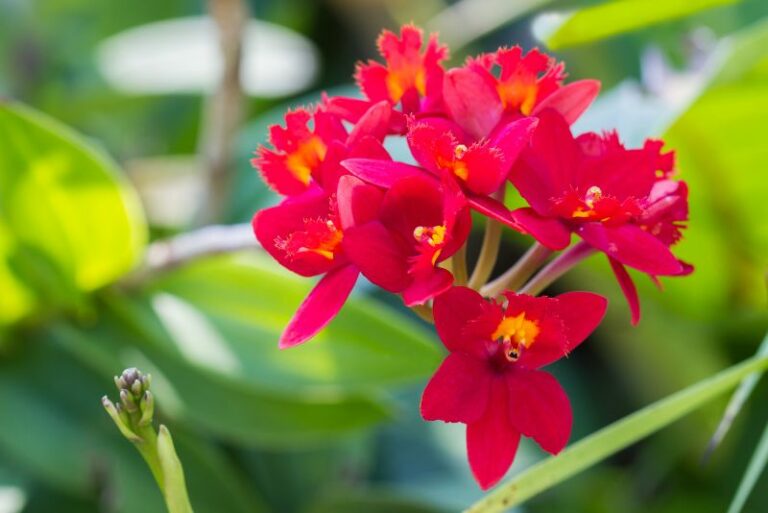 The Enchanting Allure of Epidendrum Orchids: A Journey in Bloom