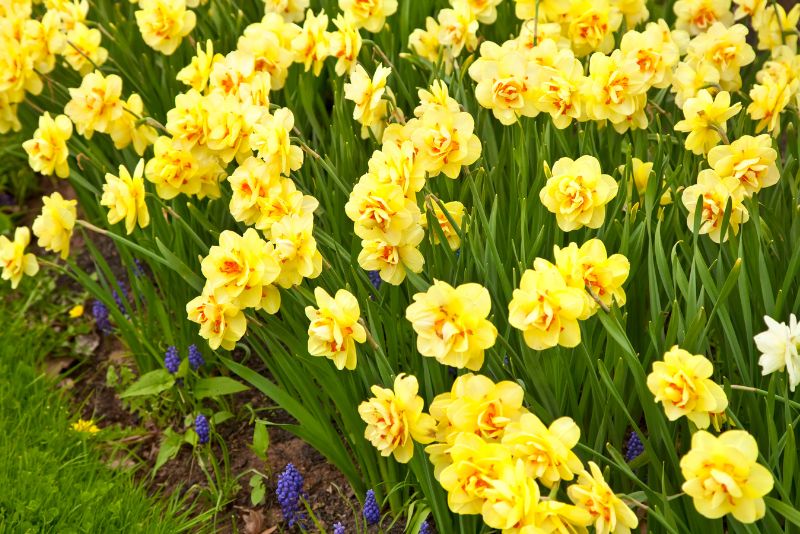 The Impact of Double Daffodils