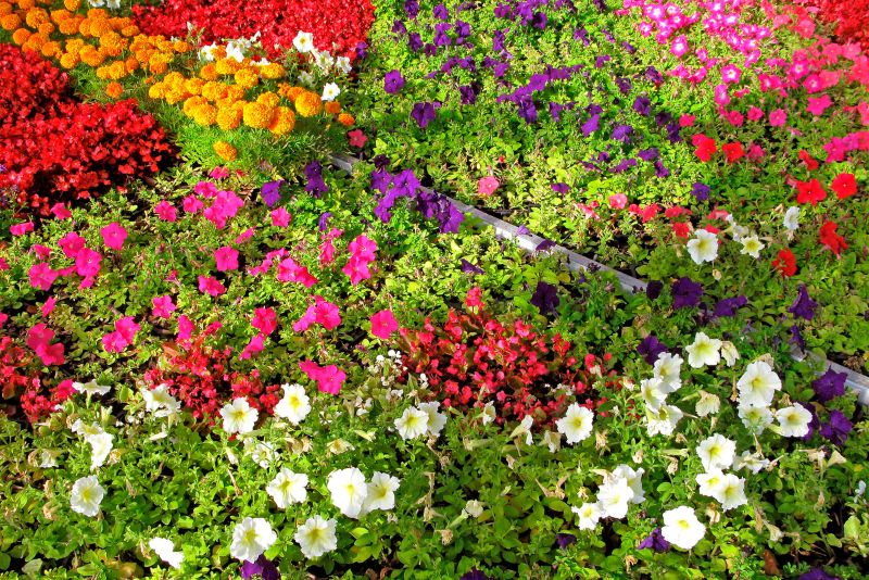 The Importance of Choosing Easy-Care Annual Flowers