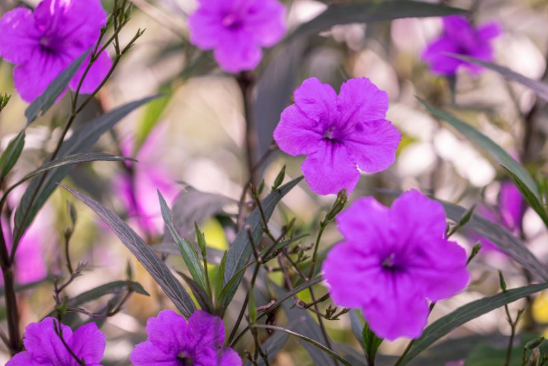 The Marvel of Mexican Petunias