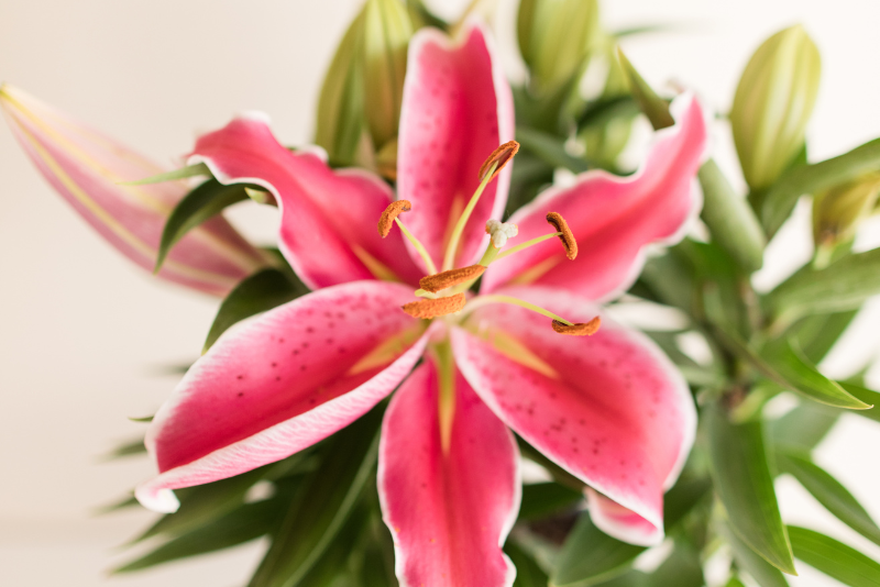 The Promise of Overwintering Lilies