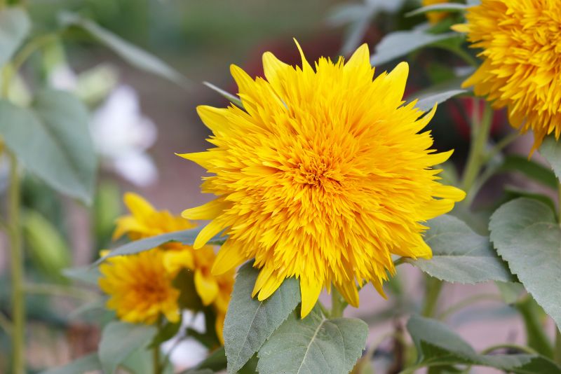 The Rise of Dwarf Sunflowers