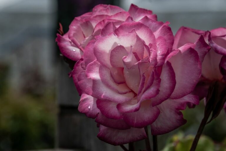Thornless Roses: Discover the Beauty of Smooth Touch Roses