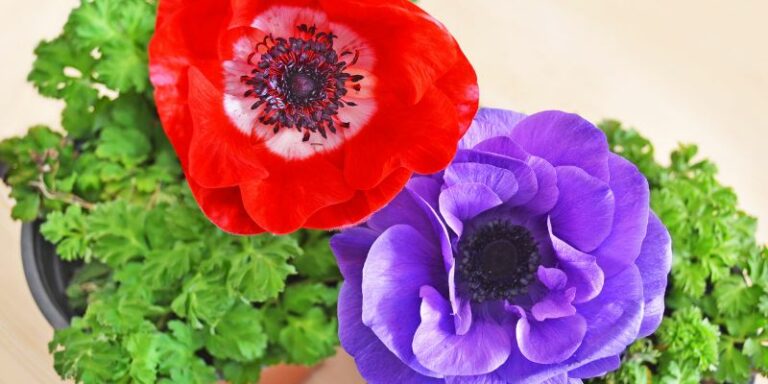 Tips For Growing Anemones in Pots or Containers