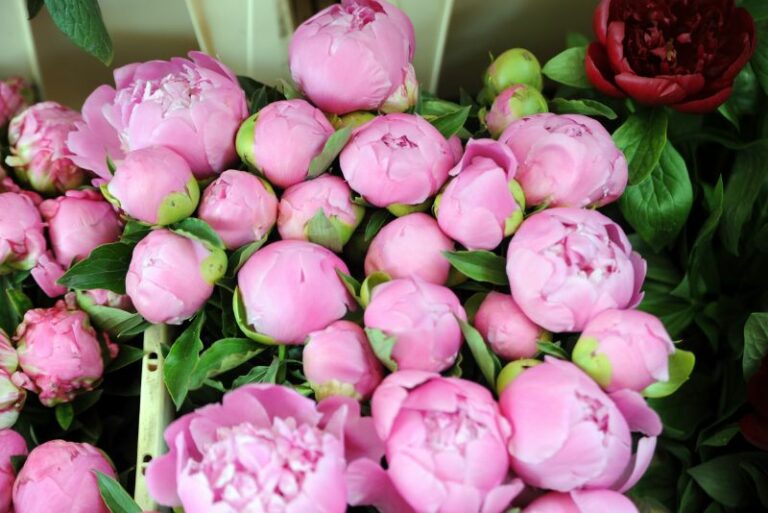 Tips For Growing Beautiful Peonies in Pots or Containers