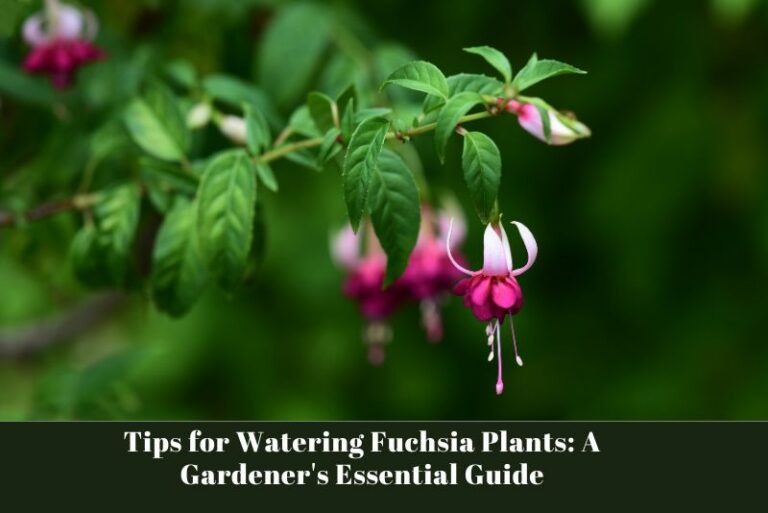 Tips for Watering Fuchsia Plants: A Gardener’s Essential Guide