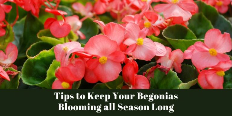 Tips to Keep Your Begonias Blooming all Season Long