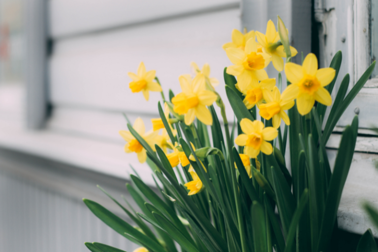 Top Daffodils for Your Garden: A Blooming Guide to Dazzling Your Outdoors