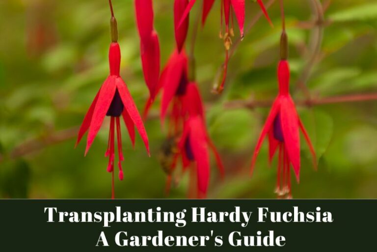 Transplanting Hardy Fuchsia: A Gardener’s Guide