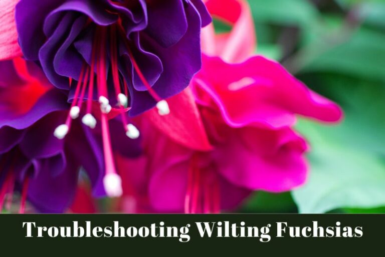 Troubleshooting Wilting Fuchsias: 5 Common Issues
