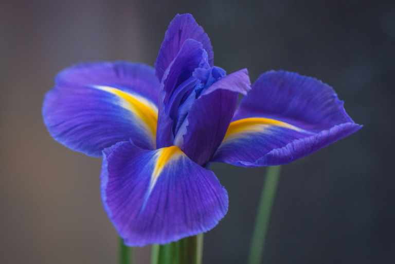 Exploring Iris Diversity: A Comprehensive Guide to Iris Classification and Blooming Patterns