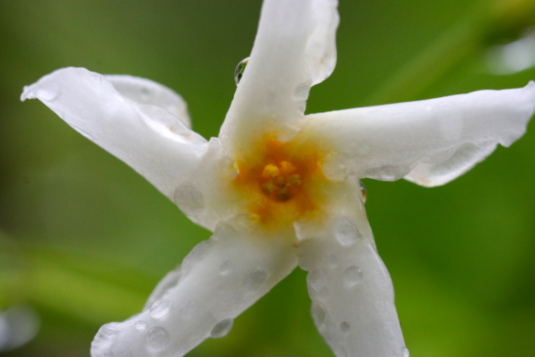 Ultimate Guide: Growing and Caring for Asiatic Jasmine