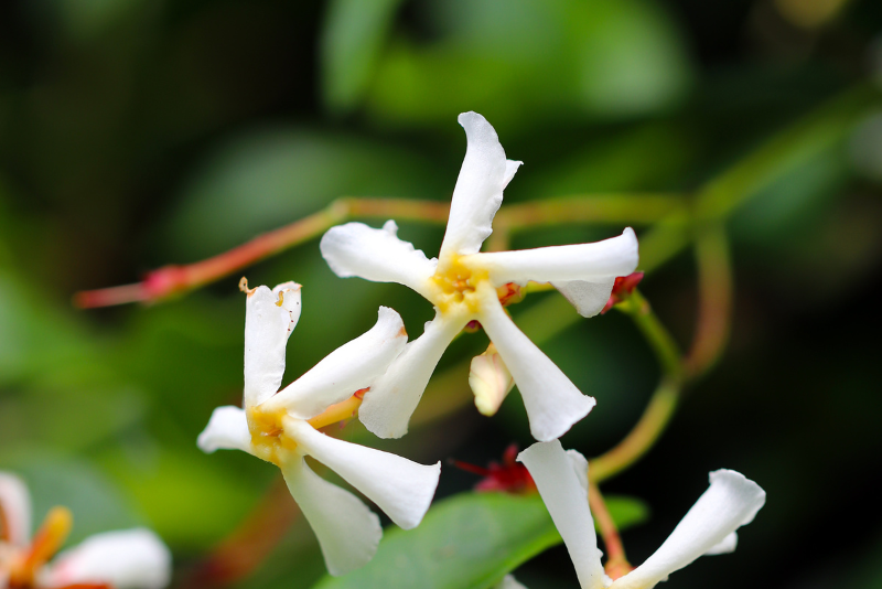 Understanding Asiatic Jasmine