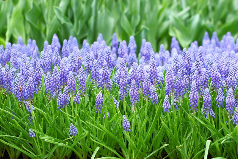 Understanding Grape Hyacinth Bulbs