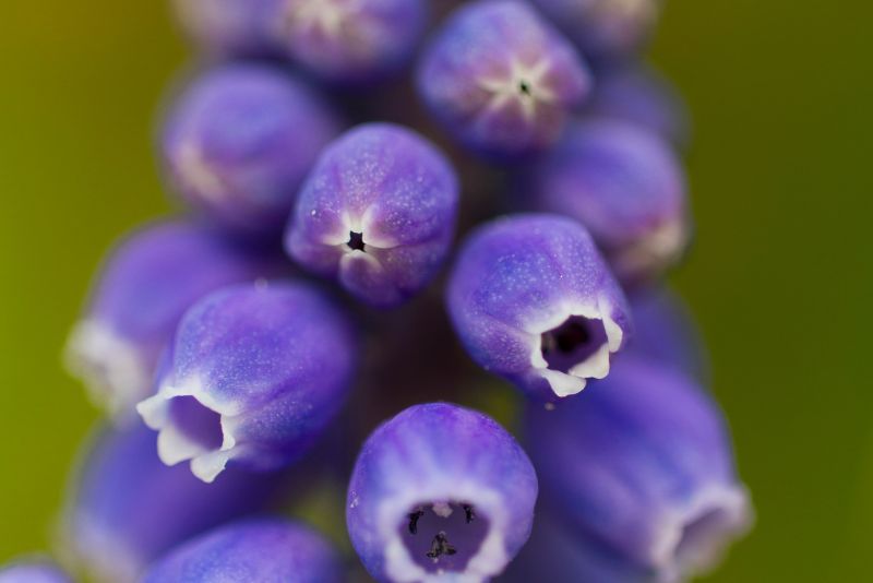Understanding Grape Hyacinths