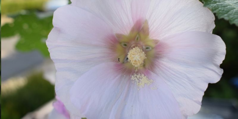 Understanding Hollyhocks: Why They're Worth the Wait