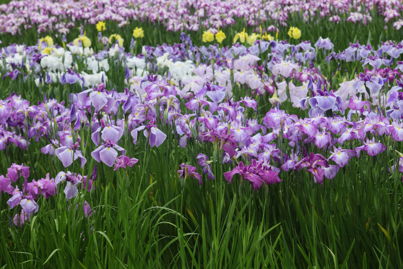 Understanding Iris Classification