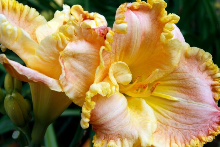Understanding, Treating, and Avoiding Rust on Daylilies