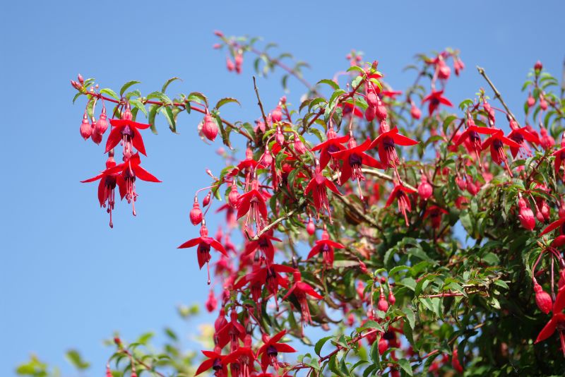 Understanding the Fuchsia Phenomenon