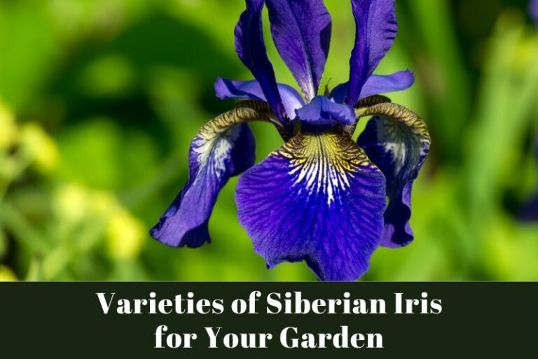 Varieties of Siberian Iris for Your Garden