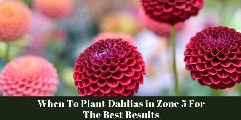 When To Plant Dahlias in Zone 5 For The Best Results