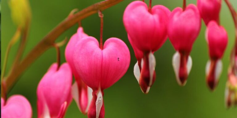 Where Should You Plant Bleeding Hearts in Your Garden?
