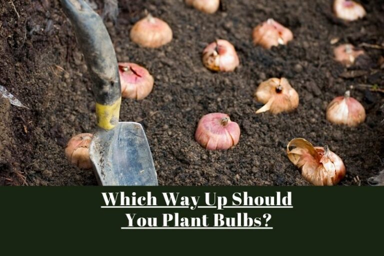 Which Way Up Should You Plant Bulbs? A Gardener’s Guide