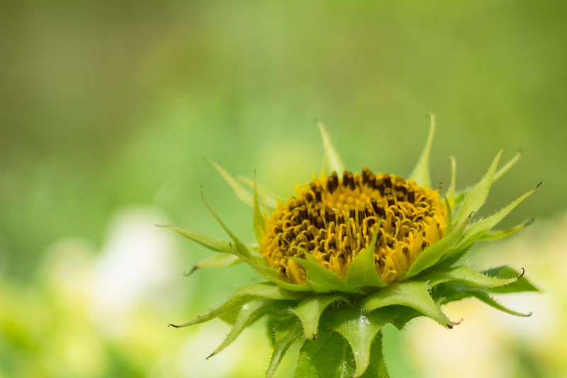Why Grow Dwarf Sunflowers