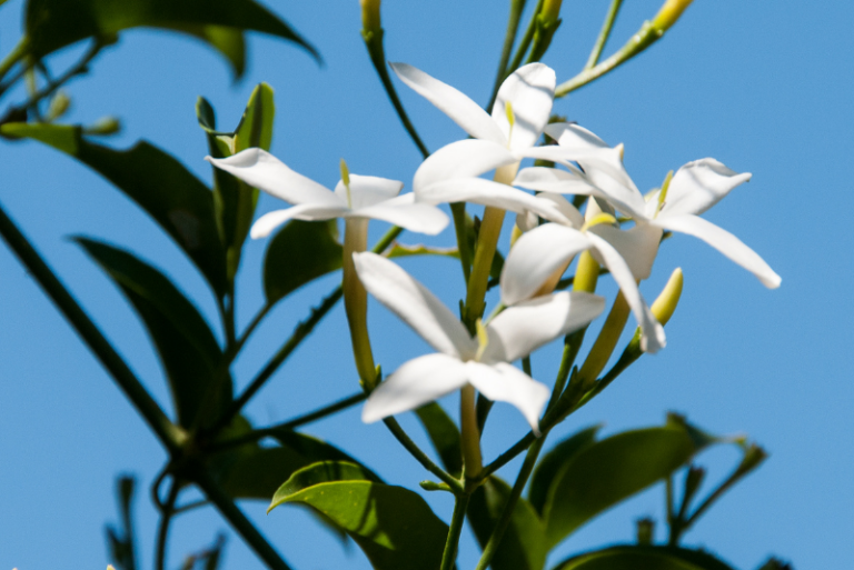 Why Is My Jasmine Plant Dropping Leaves? The Ultimate Troubleshooting Guide