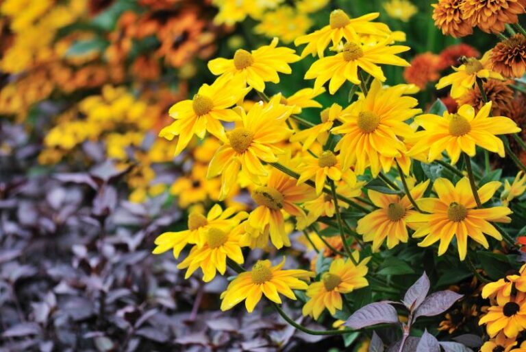 Yellow Annual Flowers to Plant This Season