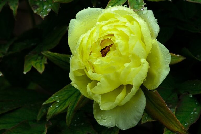 Yellow Peony Varieties to Brighten Your Flowerbeds