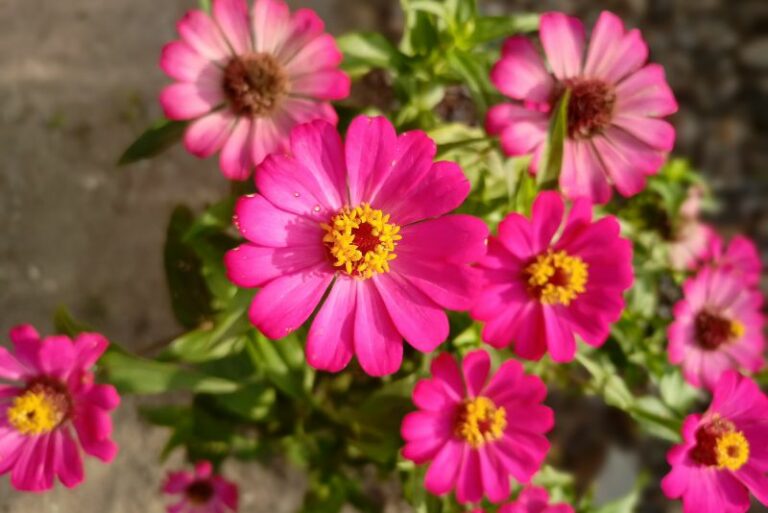 Zinnia Flowers: Annuals or Perennials? Reseeding Explained