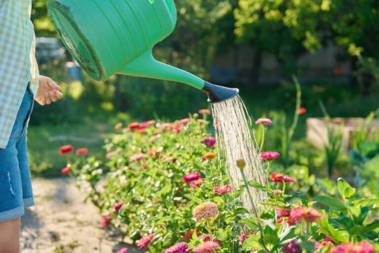 Zinnia Water Requirements: How Much Water Do Zinnias Need?