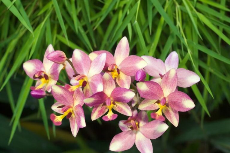 Mastering the Art of Growing Spathoglottis Orchids