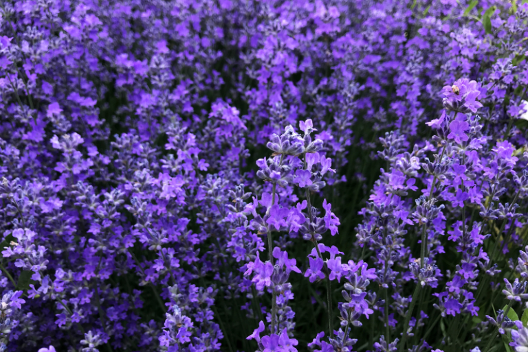 Exploring the Best Lavender Varieties for Hot Climates