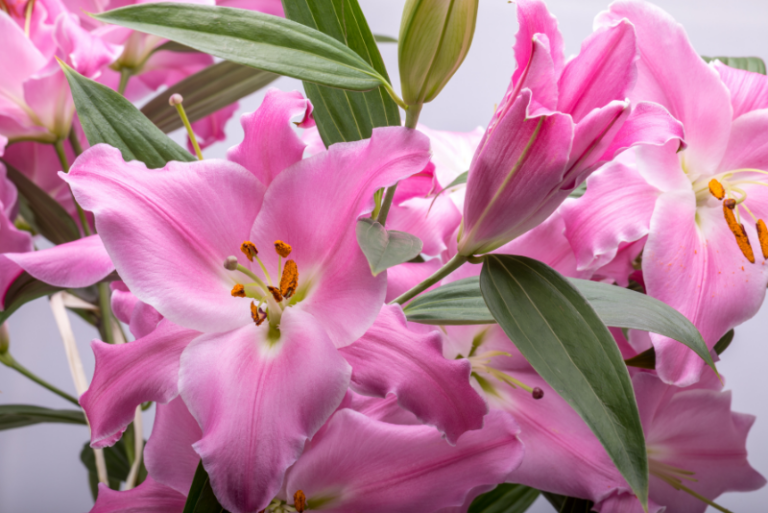 Exploring Lily Varieties and Divisions: A Comprehensive Guide