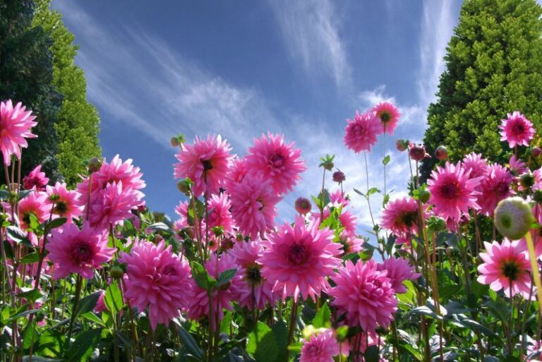 The Best Dahlias: A Multifaceted Charm for Gardens and Homes