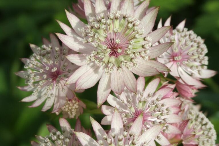 Mastering the Art of Astrantia Gardening: A Guide to Exquisite Varieties